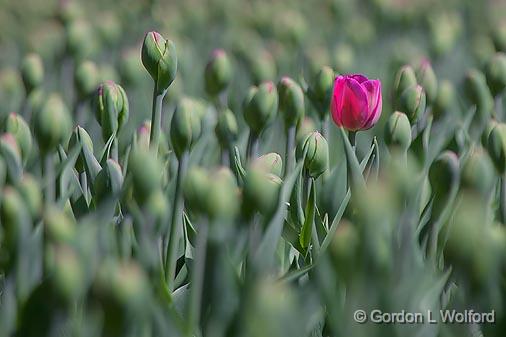 Lone Red Tulip_25192.jpg - Photographed at the 2011 Canadian Tulip Festival in Ottawa, Ontario, Canada.